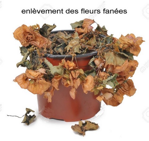 Enlèvement des fleurs fanées