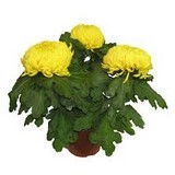 chrysantheme 3 tetes