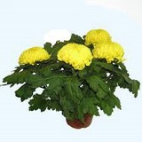 chrysanthème 4 tetes