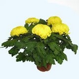 Chrysanthème 5 tetes