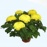 Chrysanthème 6 tetes