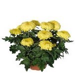 chrysanthème 7 tetes