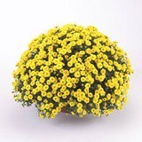 Chrysanthème petites fleurs Chrysanthème petites fleurs