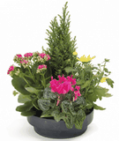 coupe de plantes