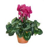 cyclamen