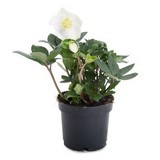 Hellebore Hellebore